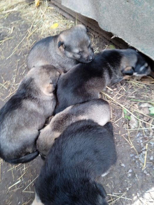 Отдам щенков в хорошие руки