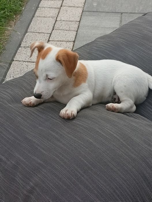 Pieski Jack Russell terrier ( suczka)