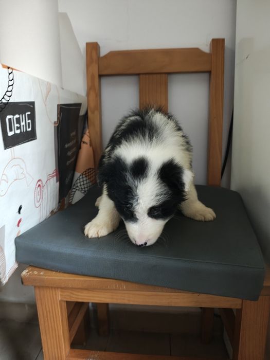 Border collie fêmea pura