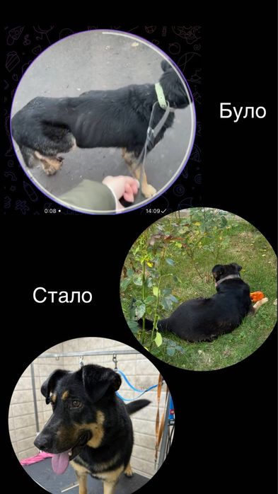 Гарний пес Блек шукає дім