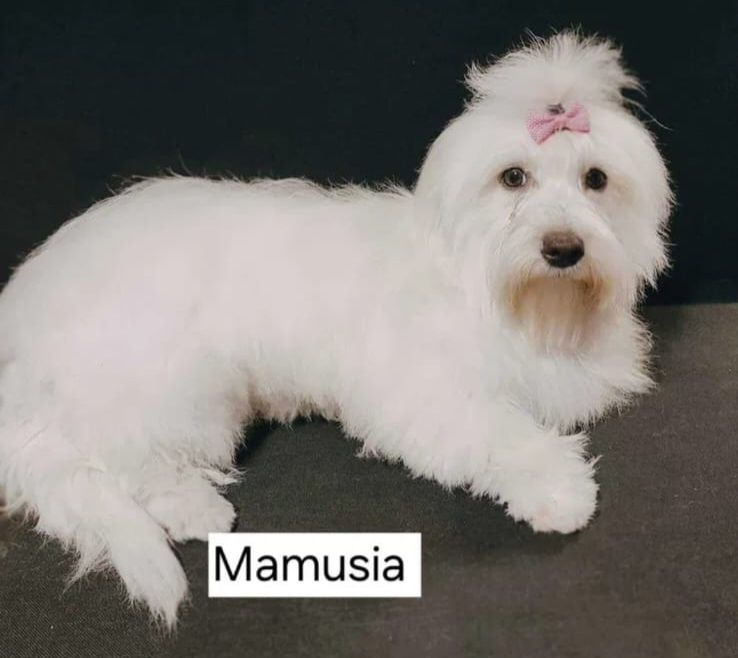 Coton de Tulear piękna suczka szczenię