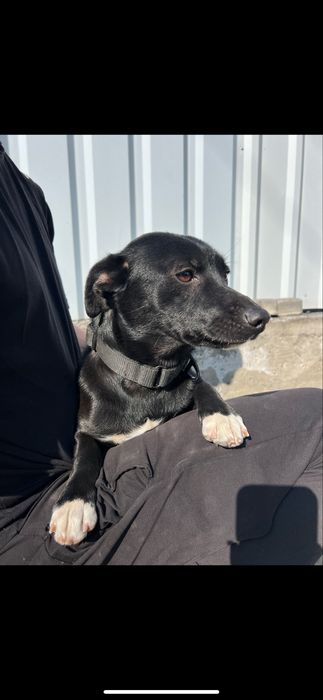 Собачка маленька