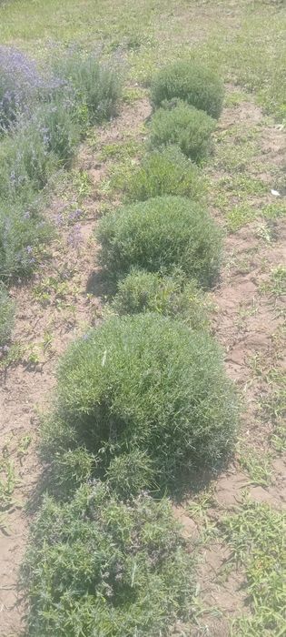 Лаванда 5річні кущі