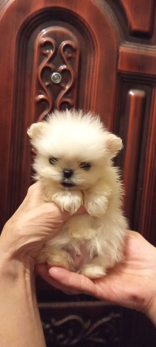 Мальтезе - мальтешпиц