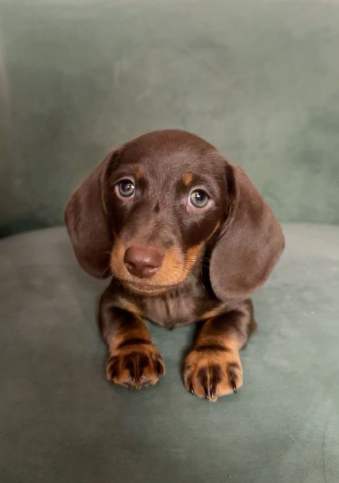 Шоколадна дівчинка такса – цуценя 2 місяці