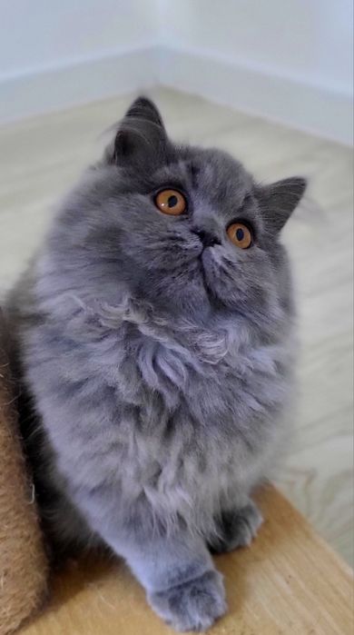 Szkocka  prostoucha już do odbioru WCF