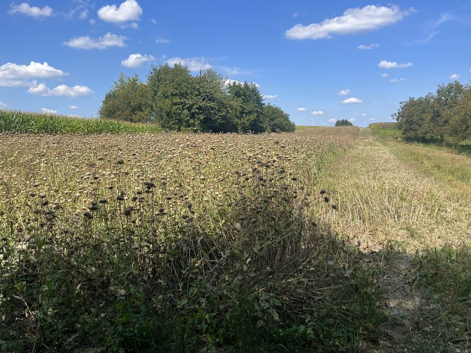 Ostropest plamisty eko zbiór 2025