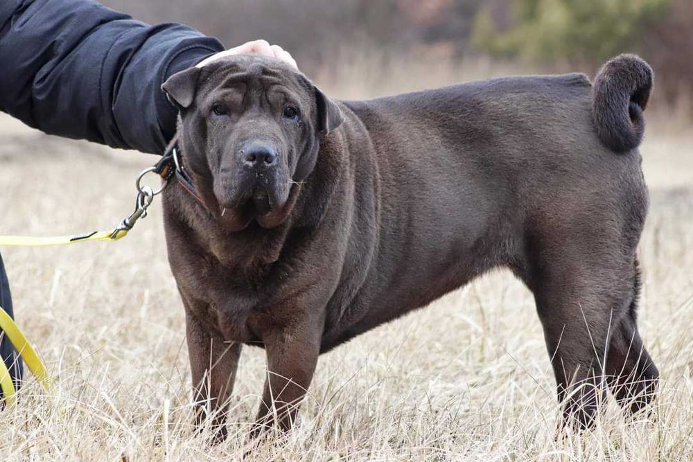 shar-pei suczka szuka domu