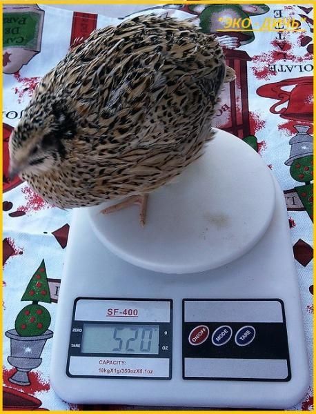 Яйце інкубаційне Перепілка фенікс золотий