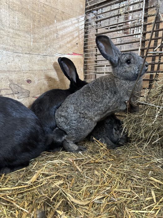 Sprzedam młode króliki