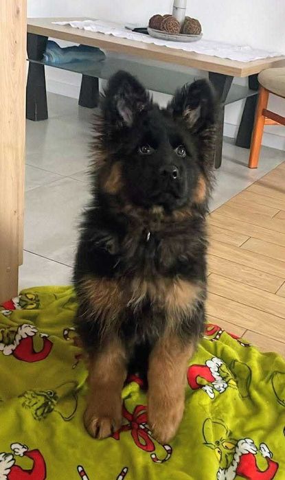 Owczarek Niemiecki Długowłosy szczeniak