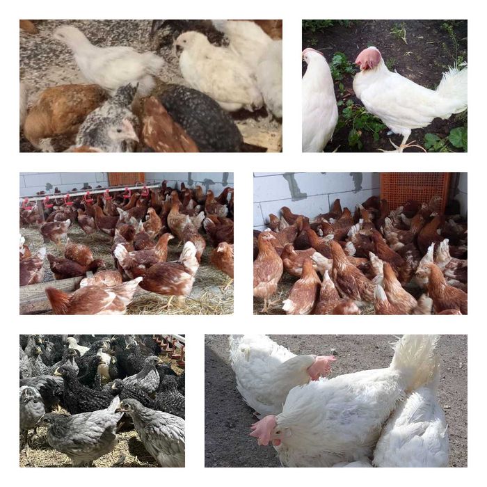 Продам кури несушки! Доставка безкоштовна. Корюківка!