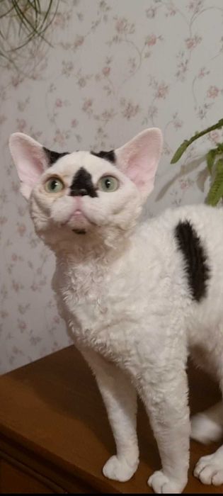 Kocięta  koty Devon Rex