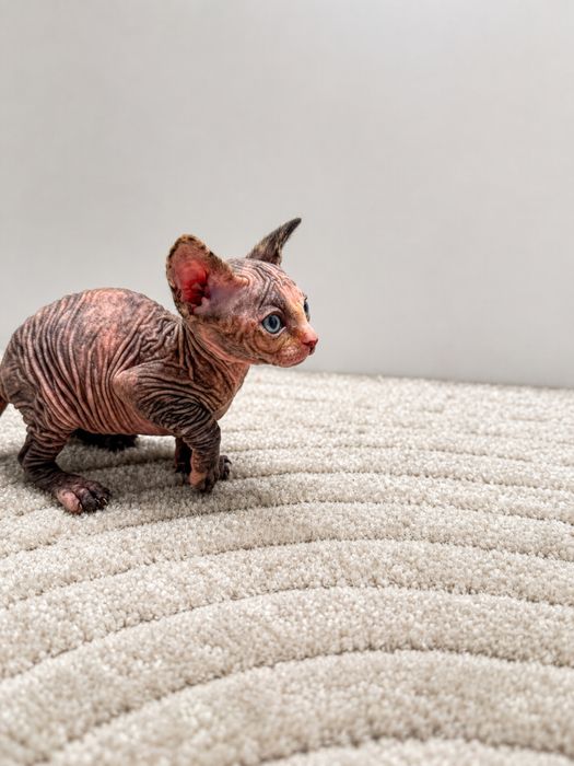 Sphynx tricolor disponivel para entrega