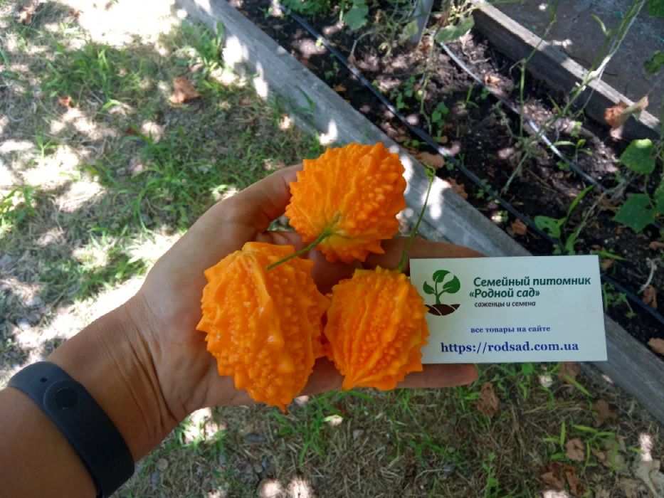 Момордика насіння 10 шт горький огурец, дыня, индийский гранат семена