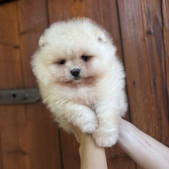 чудовий ведмедик шоу классу