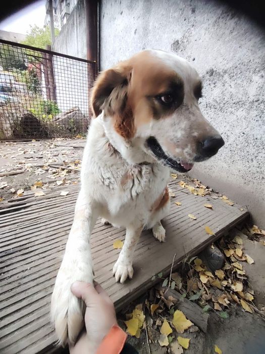 Отдам собачку в хорошие руки