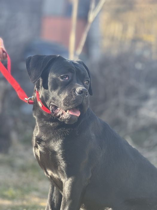 Чудова дівчінка подросток (Junior)  Кане Корсо (Cane Corso Italiano)