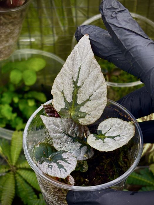 Rośliny do terrarium, paludarium, wiwarium
