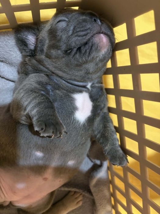 Bulldog francês fêmea blue
