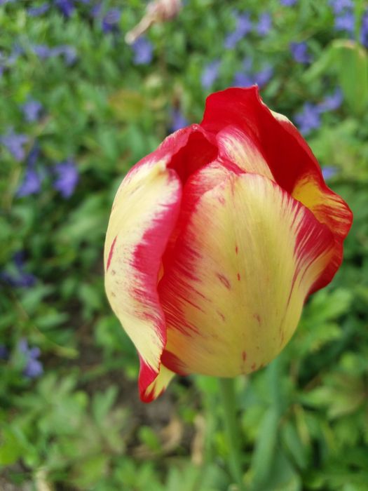 Багаторічні квіти