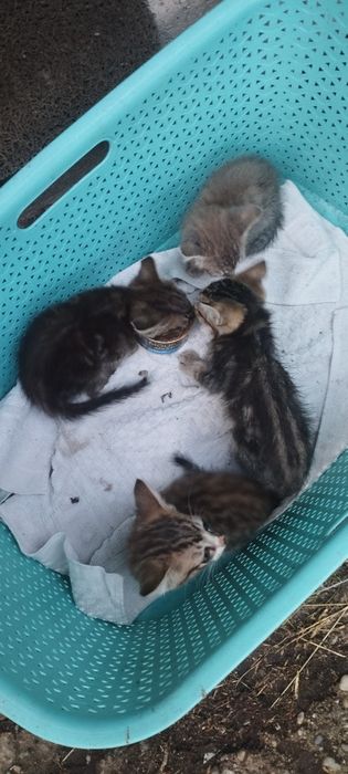Gato para adoção
