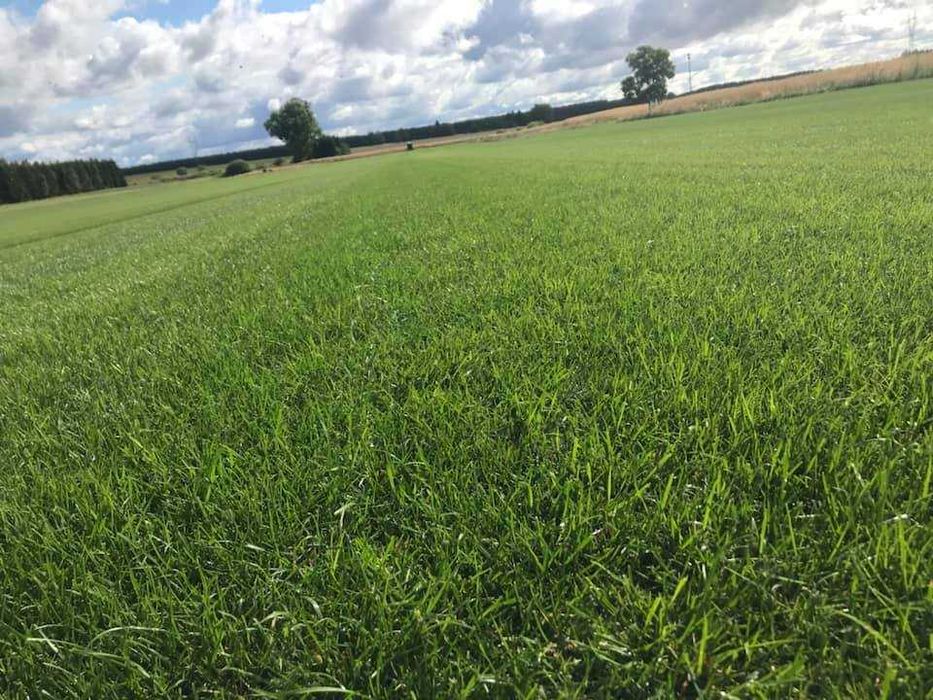 Trawa w rolce *Premium - PLANTACJA