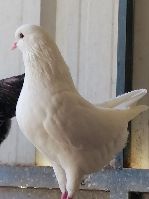 Pombas Viuvinhas, king, Leque, Rola Mansa