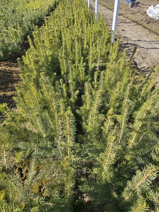 Świerk pospolity - ładne, dwuletnie sadzonki, hartowane
