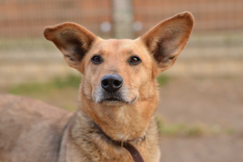 Simona czeka na dom i dobrego człowieka