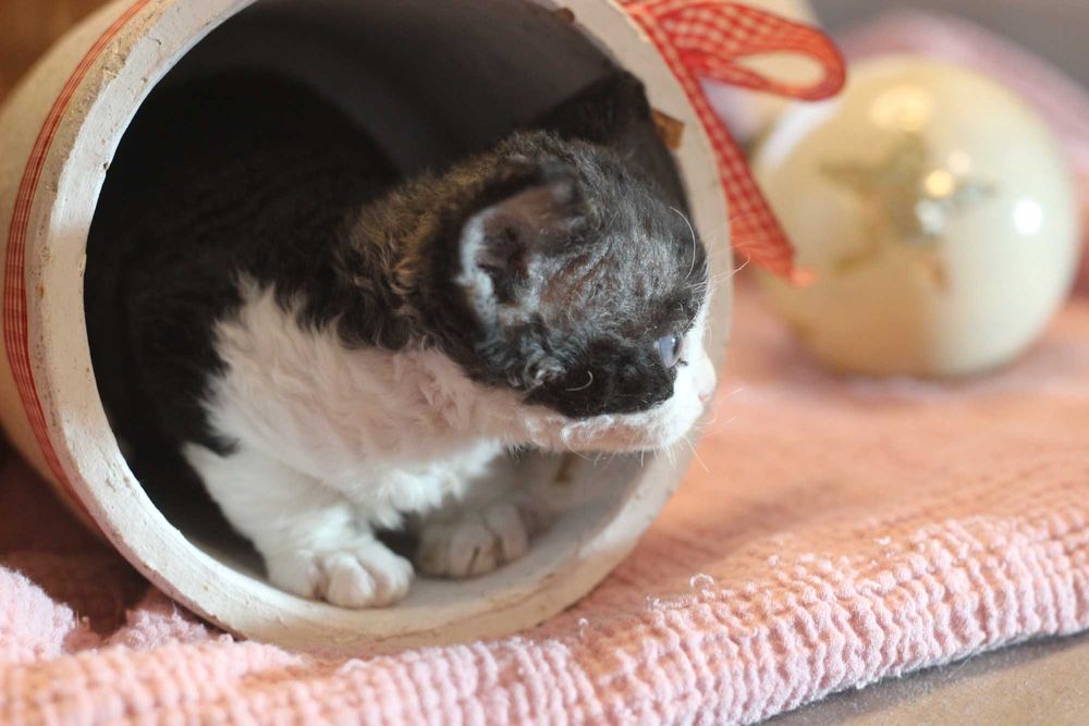 Wera - Devon Rex po Championie