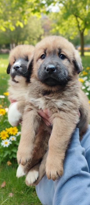 Хлопчик ! Дівчинка !Міцний , здоровий