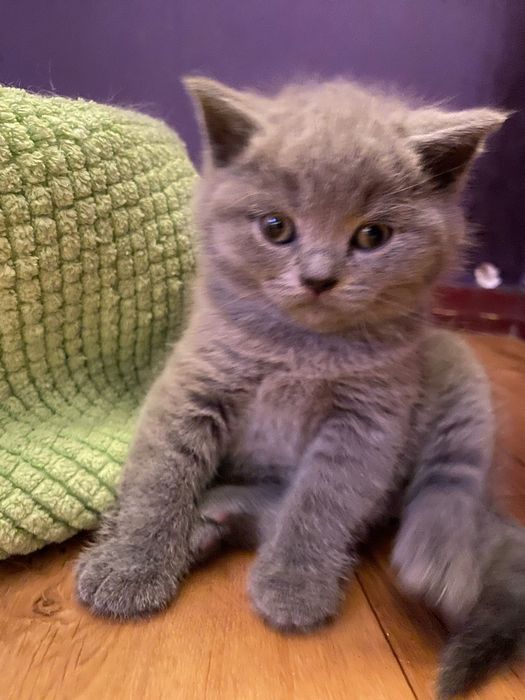 Kotka brytyjska liliowa