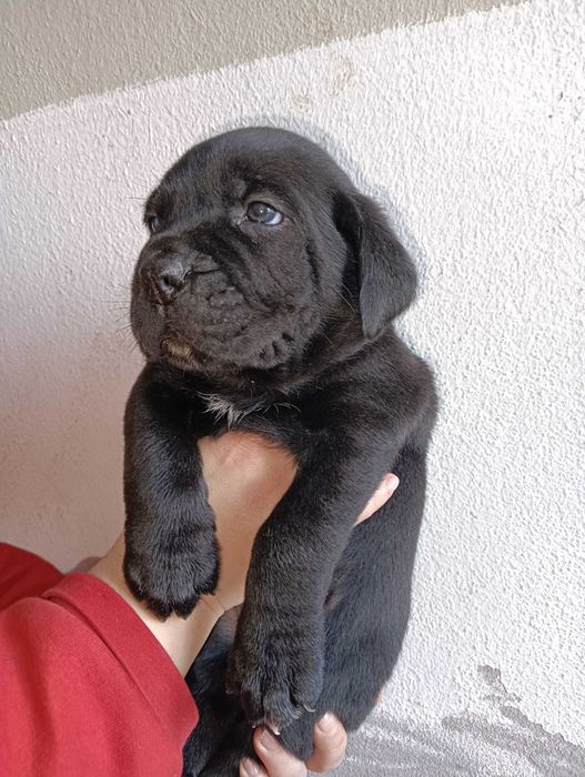Cane Corso italiano com LOP e Afixo