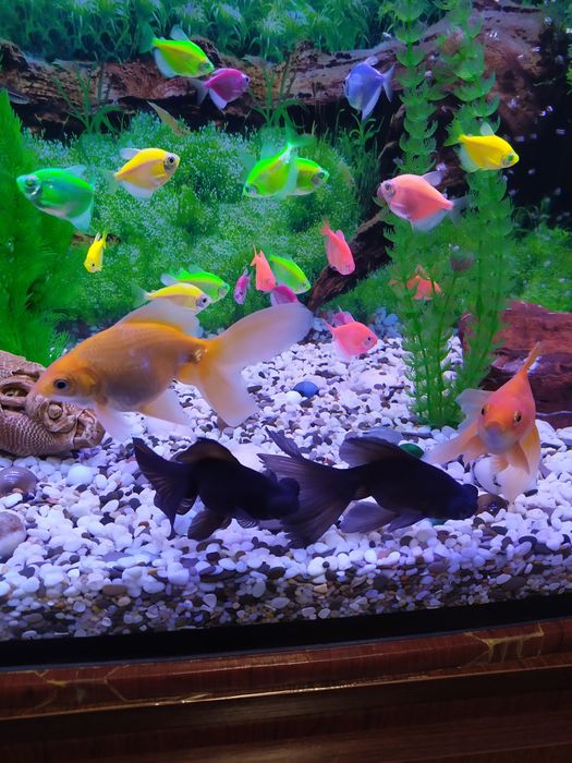 Подам телескопів і одну золоту рибку