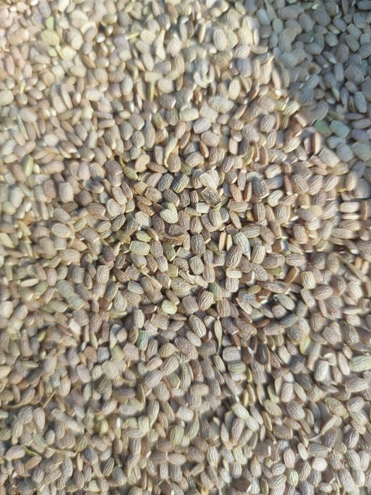 seradela 3 tony zbiór 2025 możliwa wysyłka