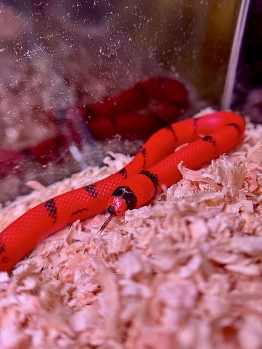 Wąż Lampropeltis, lancetogłów, wąż mleczny