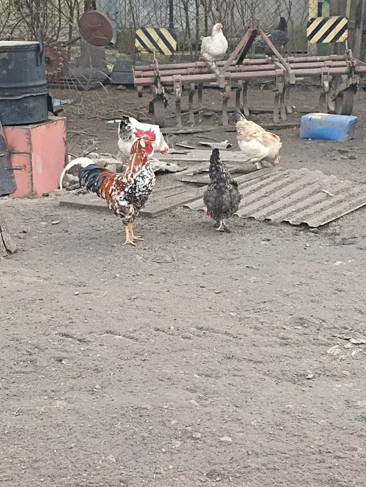 Jaja lęgowe od kur i perliczek