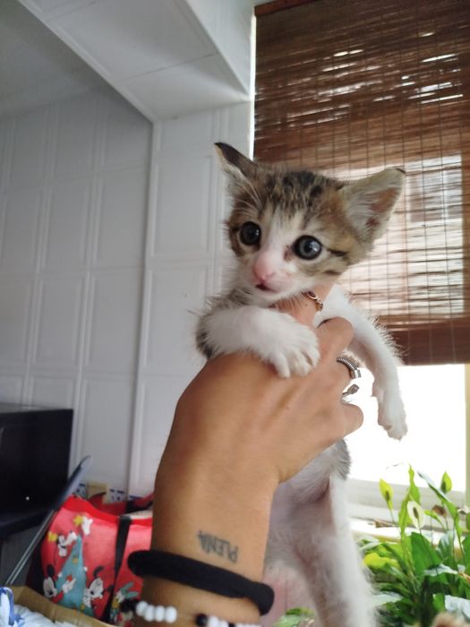 Gatinho bebé para adoção