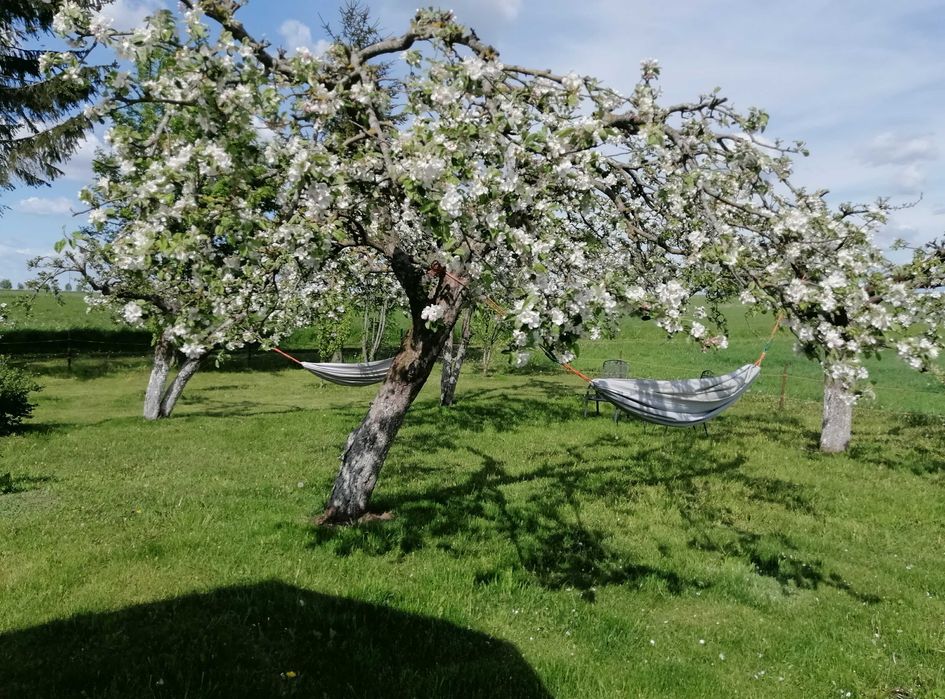 Apartament w Oklinach. Samodzielnie piętro