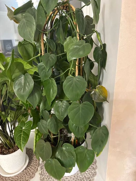 Філодендрон бразіл / міканс / сканденс грін