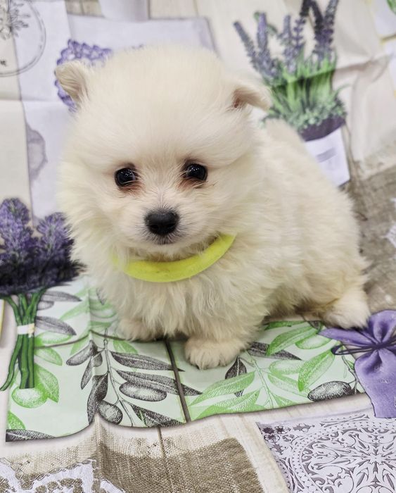 Spitz alemao menino  top