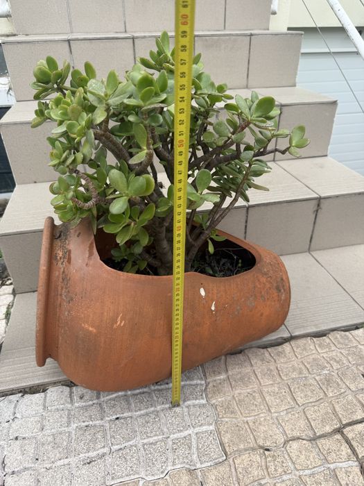 Vendo conjunto de 3 vasos de barro, 2 deles já com plantas suculentas