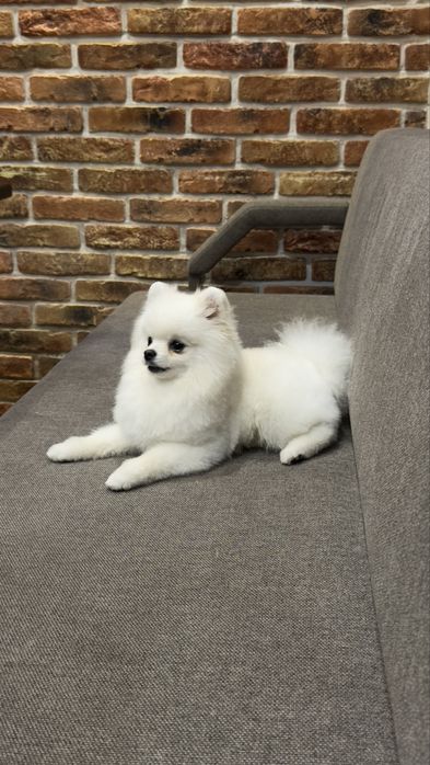 Пропоную на вязку хлопчика породи шпіц !ксу