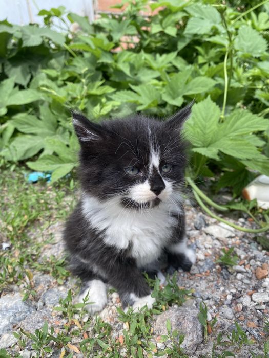 Кошенята безоплатно