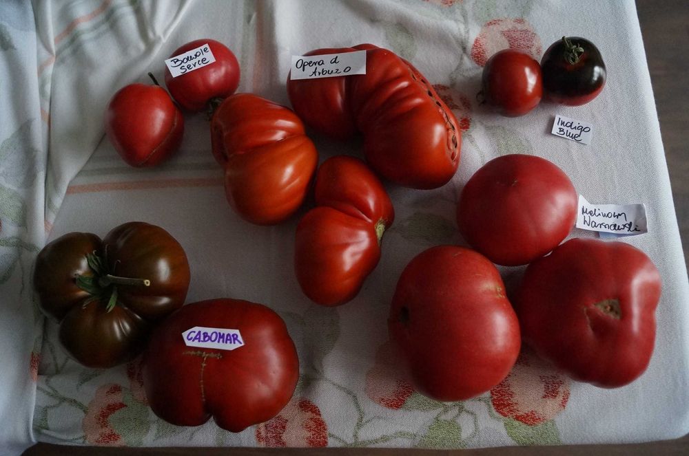 Nasiona pomidorów Bawole serce i inne