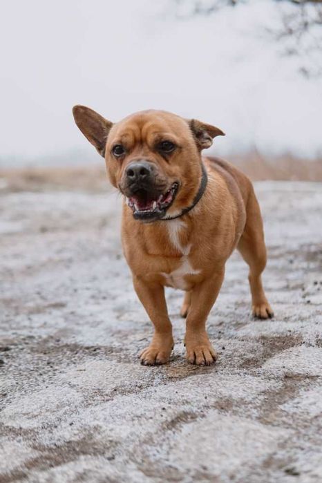 Malutki Odyn w typie buldoga francuskiego do adopcji!