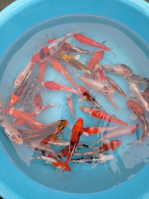 Carpas koi tosai premium