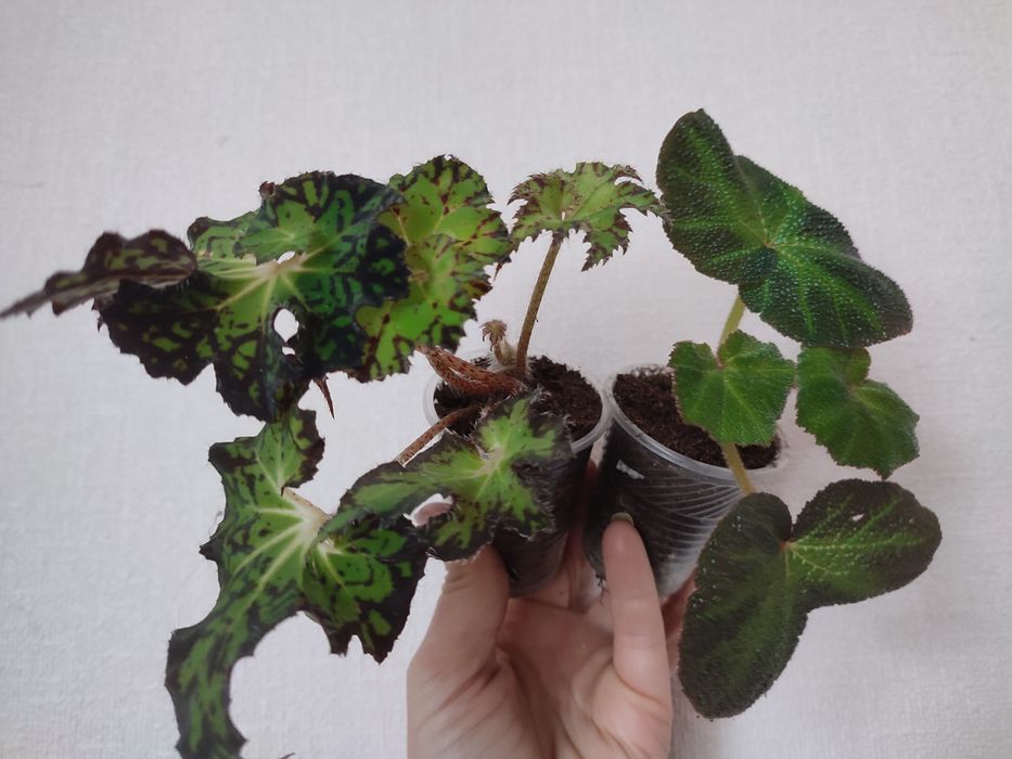 Пеперомії,сінгониуми,бегонії