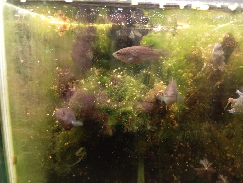 Macropodus spechti paraíso negro